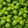 Basilic