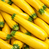 Courgette jaune