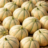 Melon