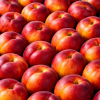 Nectarine