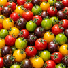 Tomates cerise